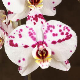 LuxuryPlants