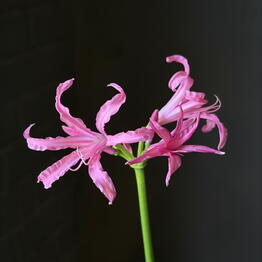 Viva Magenta