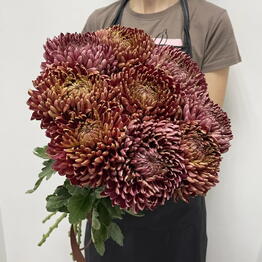 O’Fleurs