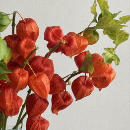 FLOWERSJOY 