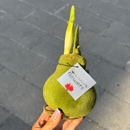 Манри Флора 
