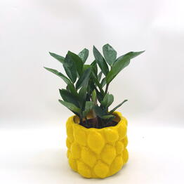 plants.nsk&kashpo_gorshok