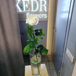 KEDR FLOWERS