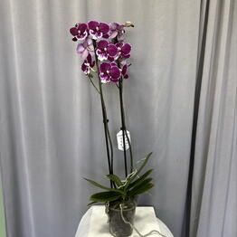 L’amour flowers