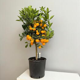 SUNFLOR