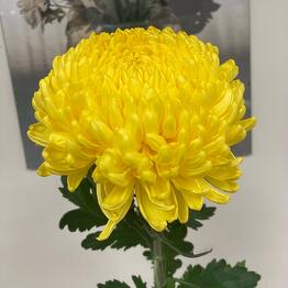 Natali flowers na Svоbode
