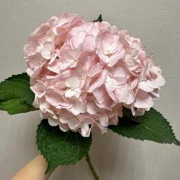 La Rose 