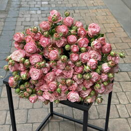 Love Bar (flower store)