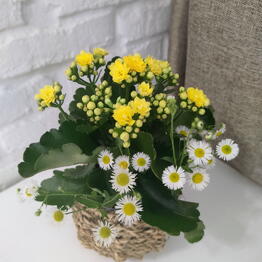 Especial flowers