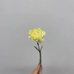 Eto_po_lyubvi.House flowers.