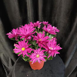AlstroMariA flowers