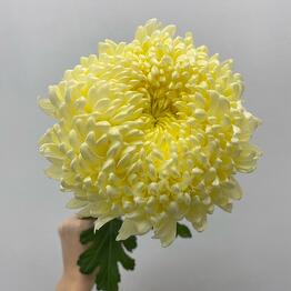 Boom Bouquet