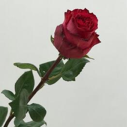 Ромашка цветы 24 часа