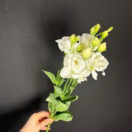 Flowly