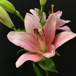 Algambra
