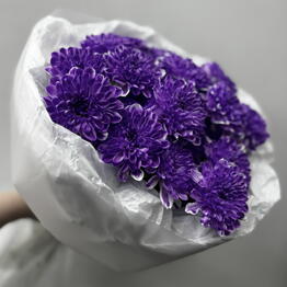 Фламинго 