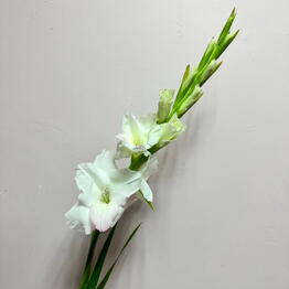 MAD PEONY