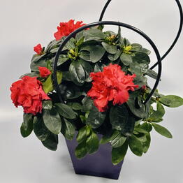 Plan Plants