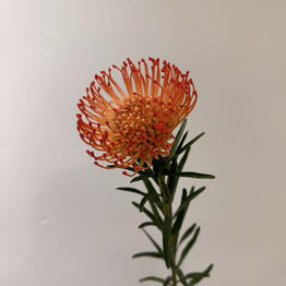 Nami flowers