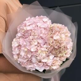BonPion