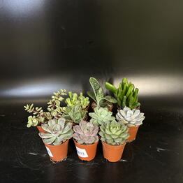 Flo Florarium
