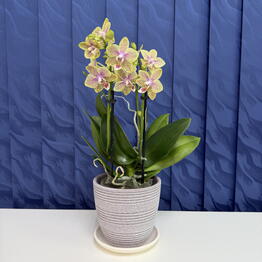 SUNFLOR