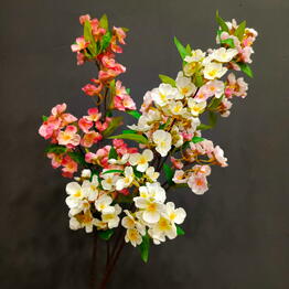 Bloomville