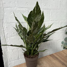Plants of Tatiana Svetlakova