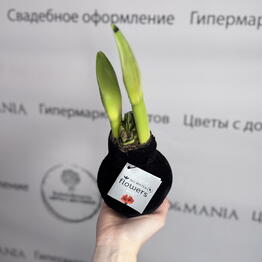 Букетомания