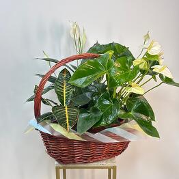 Королевство Праздника