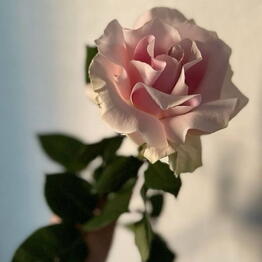 Aflower