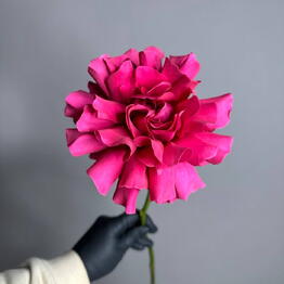 BFLOR