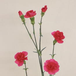 Flower dream