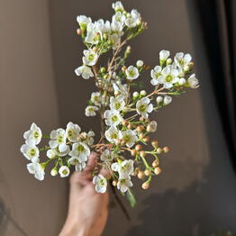Veranda Flower