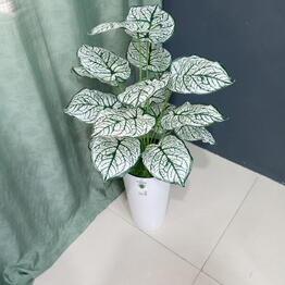 SvetFlowers