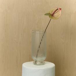 nebo flowers