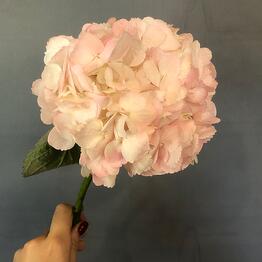 Mon Fleur