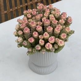 Botanic flowers