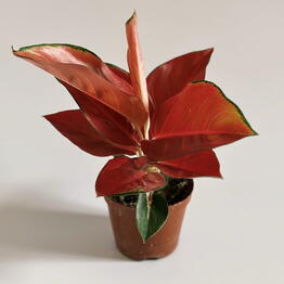 Plan Plants