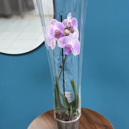 Fleur de fee