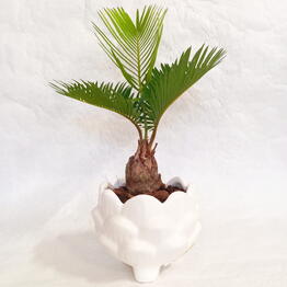 Fibonacci flower
