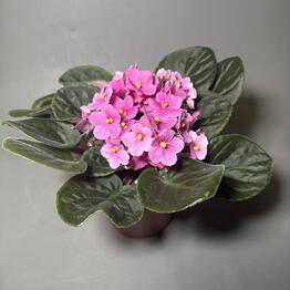 Flower magic