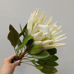 Fiore Lily spb
