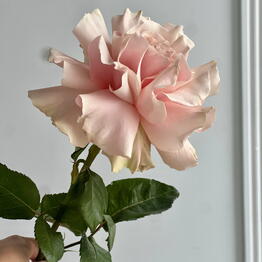 ROZA 593