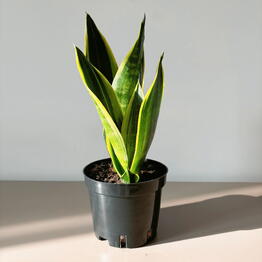 Musa Plants