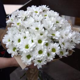 OLENA