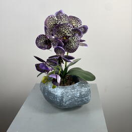 Beautiful Flowers