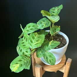 Maranta Homeplants
