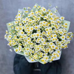 Molecula | flowers