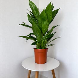 Pilea 